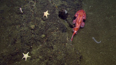 Sebastolobus alascanus