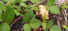Fungi
