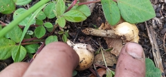 Fungi
