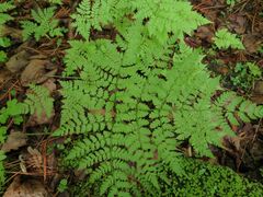 Dryopteris amurensis