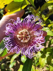 Passiflora acuminata