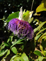 Passiflora acuminata