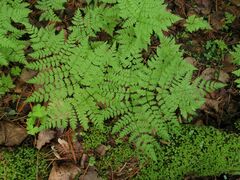 Dryopteris amurensis