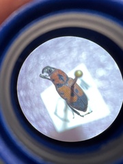 Rhodobaenus quinquepunctatus