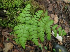 Dryopteris amurensis