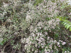 Tarlmounia elliptica