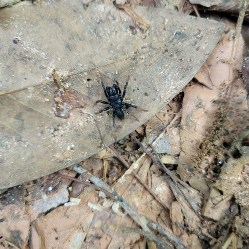 Atlantic Purseweb Spider photo 4
