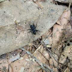 Sphodros atlanticus