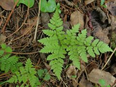 Dryopteris amurensis