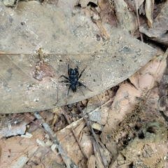 Sphodros atlanticus