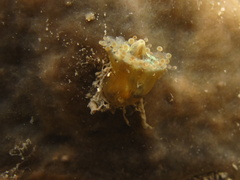 Pseudocorynactis