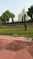 Funambulus pennantii