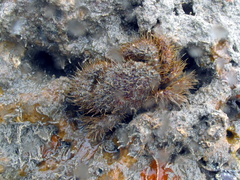 Pilumnus vespertilio