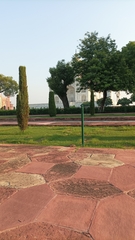 Funambulus pennantii