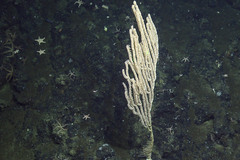 Isidella tentaculum