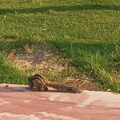 Funambulus pennantii