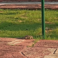 Funambulus pennantii