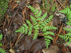 Dryopteris amurensis