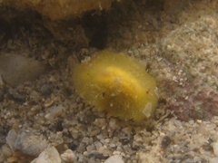 Doriopsis granulosa