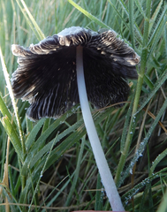Coprinopsis nivea