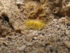 Doriopsis granulosa