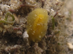 Doriopsis granulosa