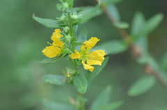 Heimia salicifolia