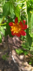 Dahlia coccinea