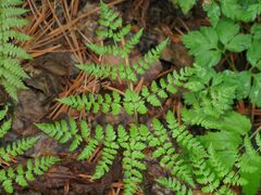 Dryopteris amurensis