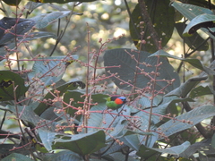 Tangara cyanocephala