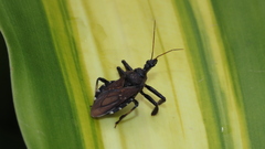 Apiomerus longispinis