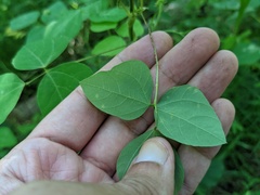Synchytrium decipiens