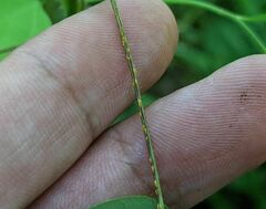 Synchytrium decipiens