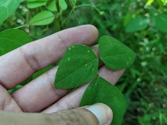 Synchytrium decipiens
