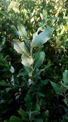Quercus mohriana