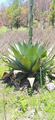 Agave inaequidens