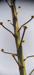 Agave inaequidens