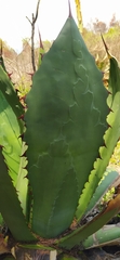 Agave inaequidens