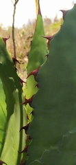 Agave inaequidens