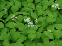 Thalictrum filamentosum