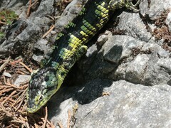 Abronia taeniata
