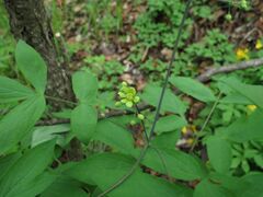 Caulophyllum robustum