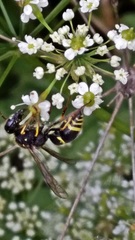 Ancistrocerus antilope