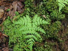 Dryopteris amurensis