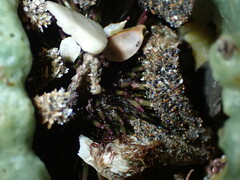 Strongylocentrotus purpuratus