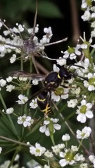 Ancistrocerus antilope