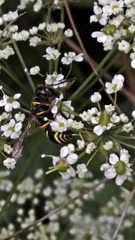 Ancistrocerus antilope
