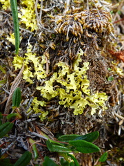 Vulpicida juniperinus