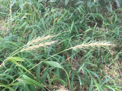 Elymus macgregorii