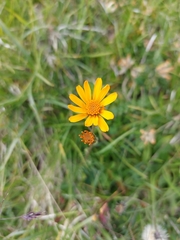 Senecio doronicum